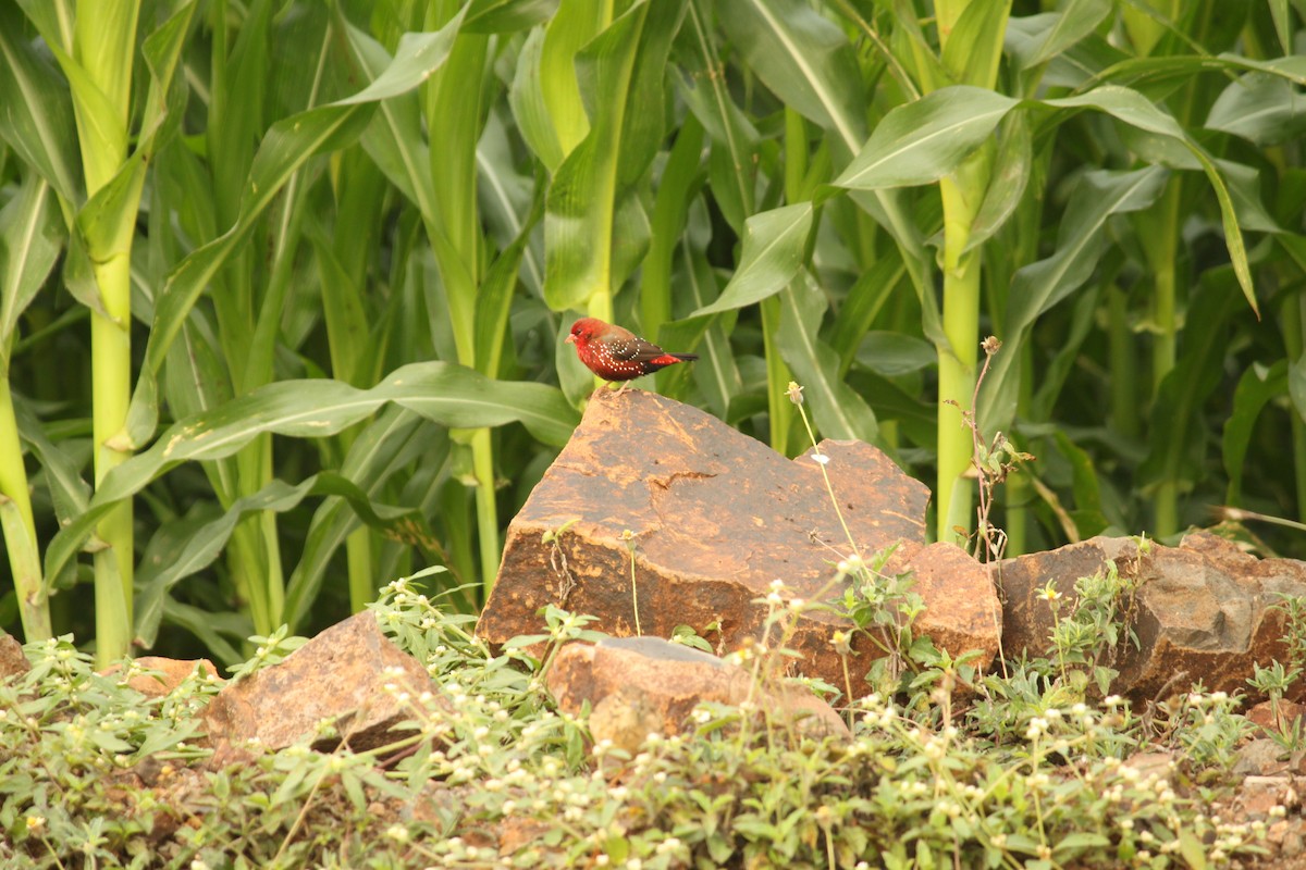 Тигровый астрильд - ML644690534