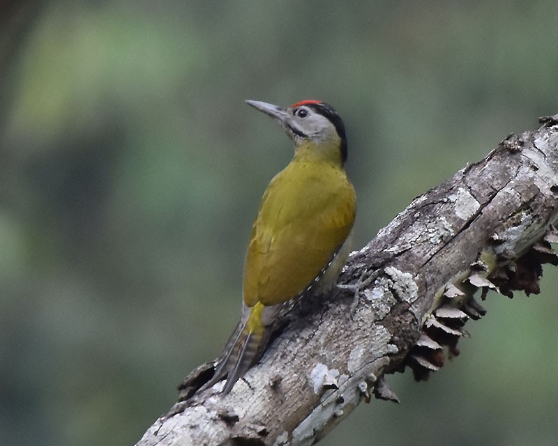 Седой дятел - ML644690537