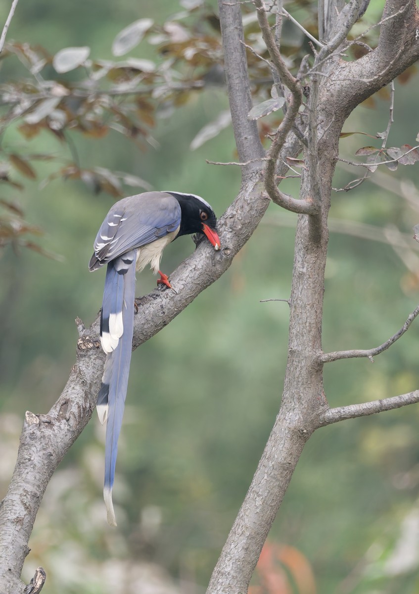 kraska červenozobá - ML644690539