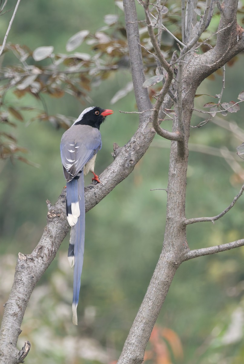 kraska červenozobá - ML644690540