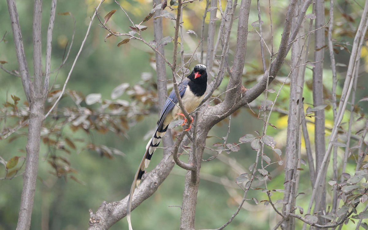 kraska červenozobá - ML644690541