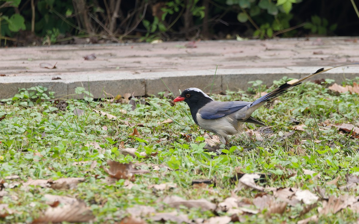 kraska červenozobá - ML644690542