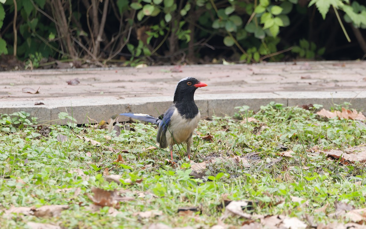 kraska červenozobá - ML644690543