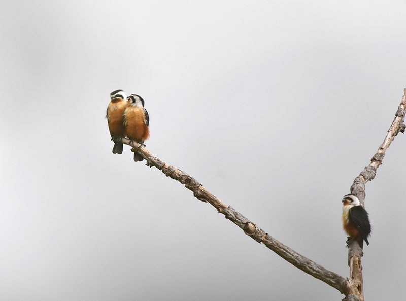 Красноногий сокол-крошка - ML644690547