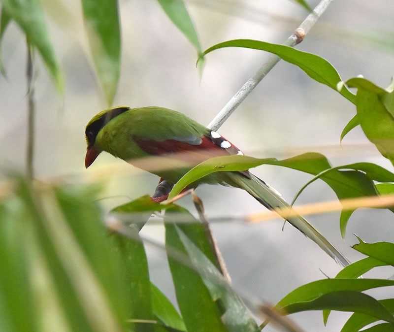 Зелёная цисса - ML644690552