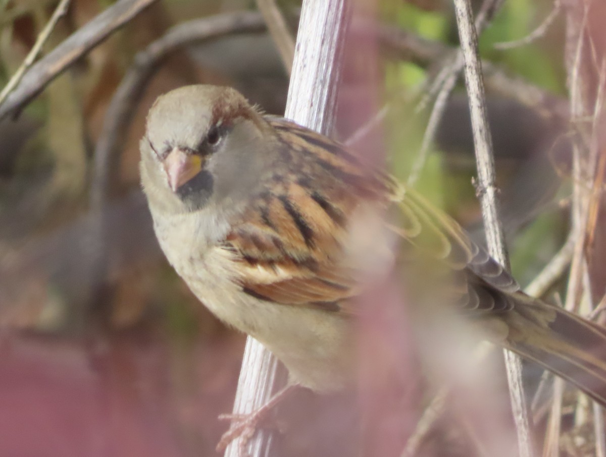 イエスズメ - ML644690556