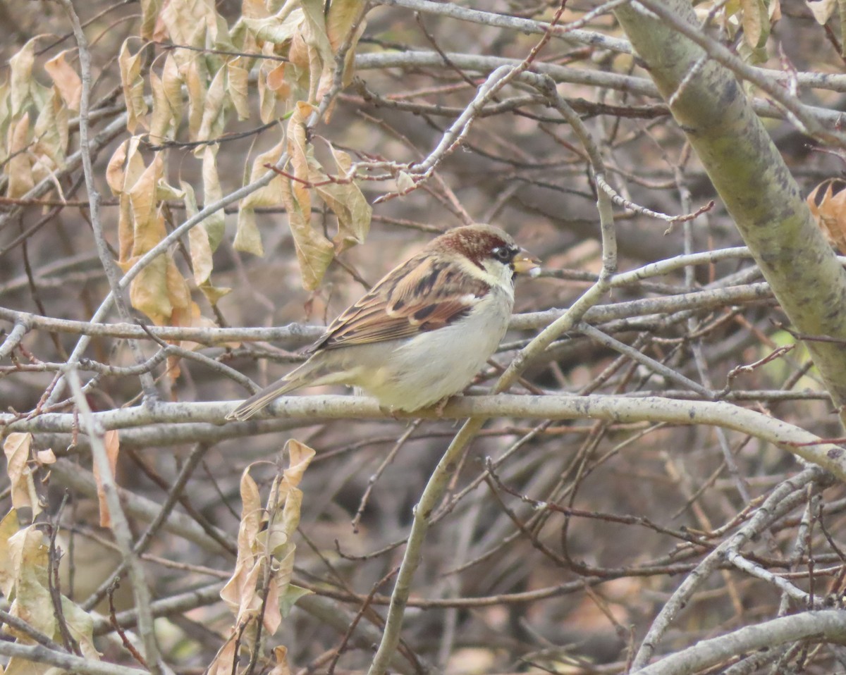 イエスズメ - ML644690560