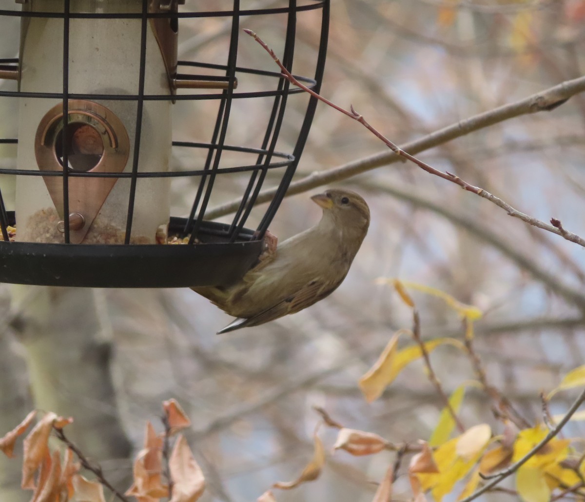 イエスズメ - ML644690564