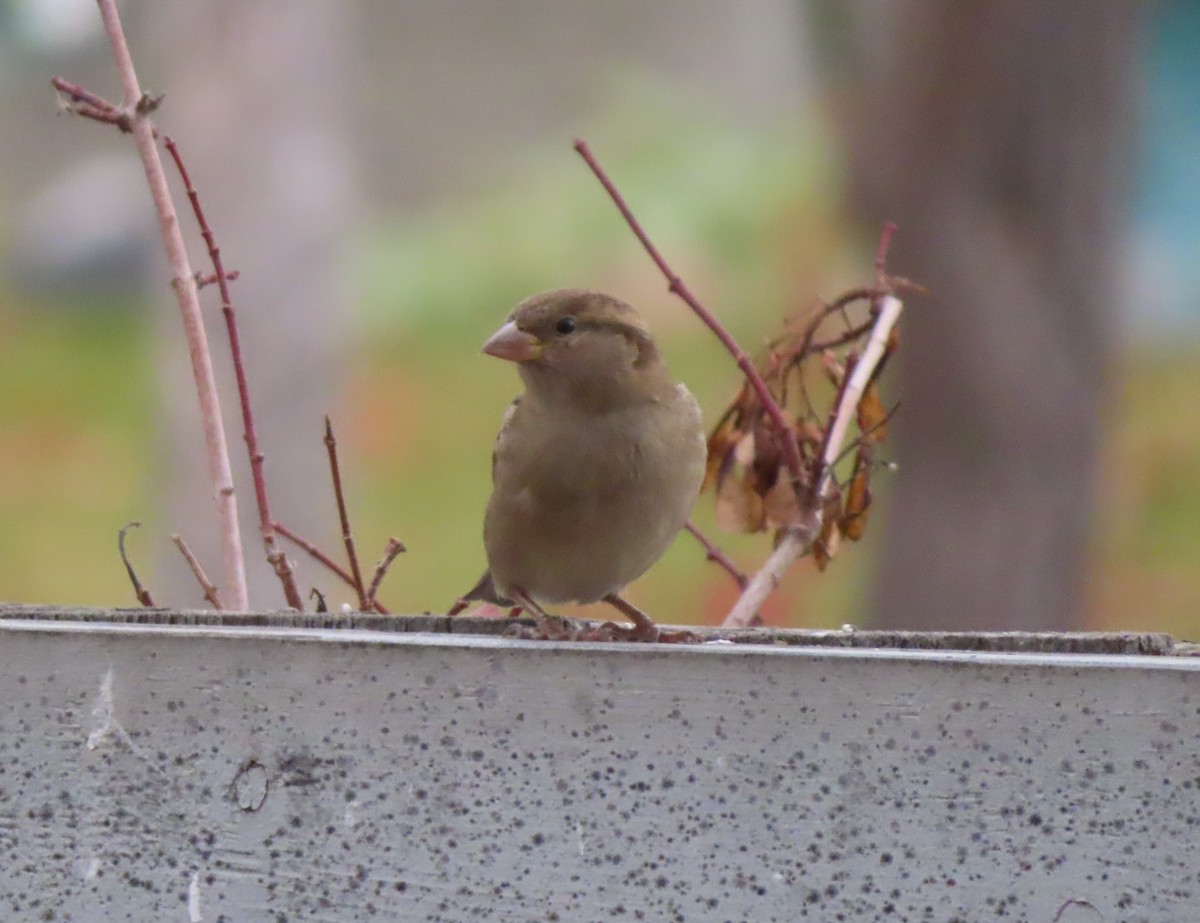 イエスズメ - ML644690570