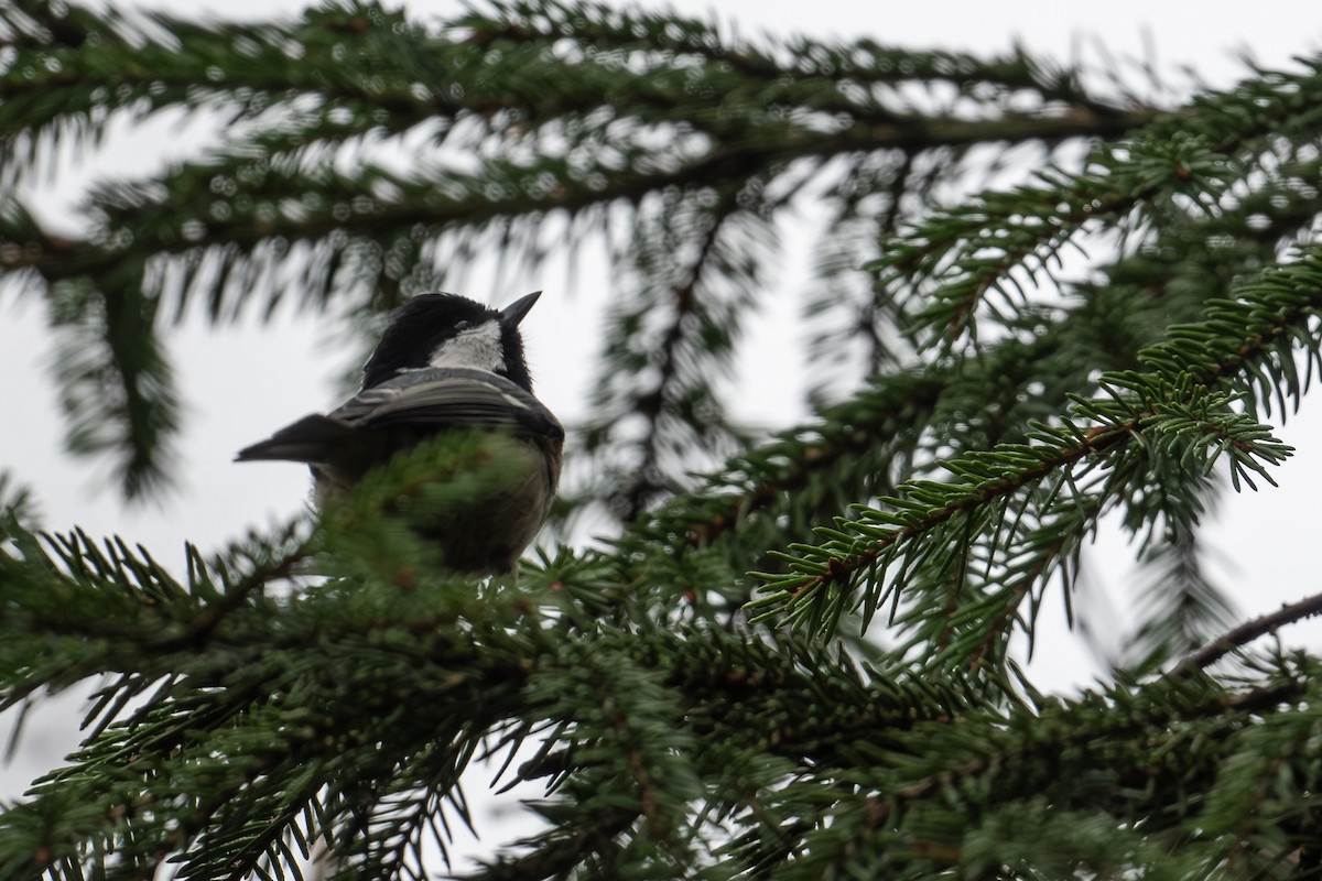 Coal Tit - ML644690572