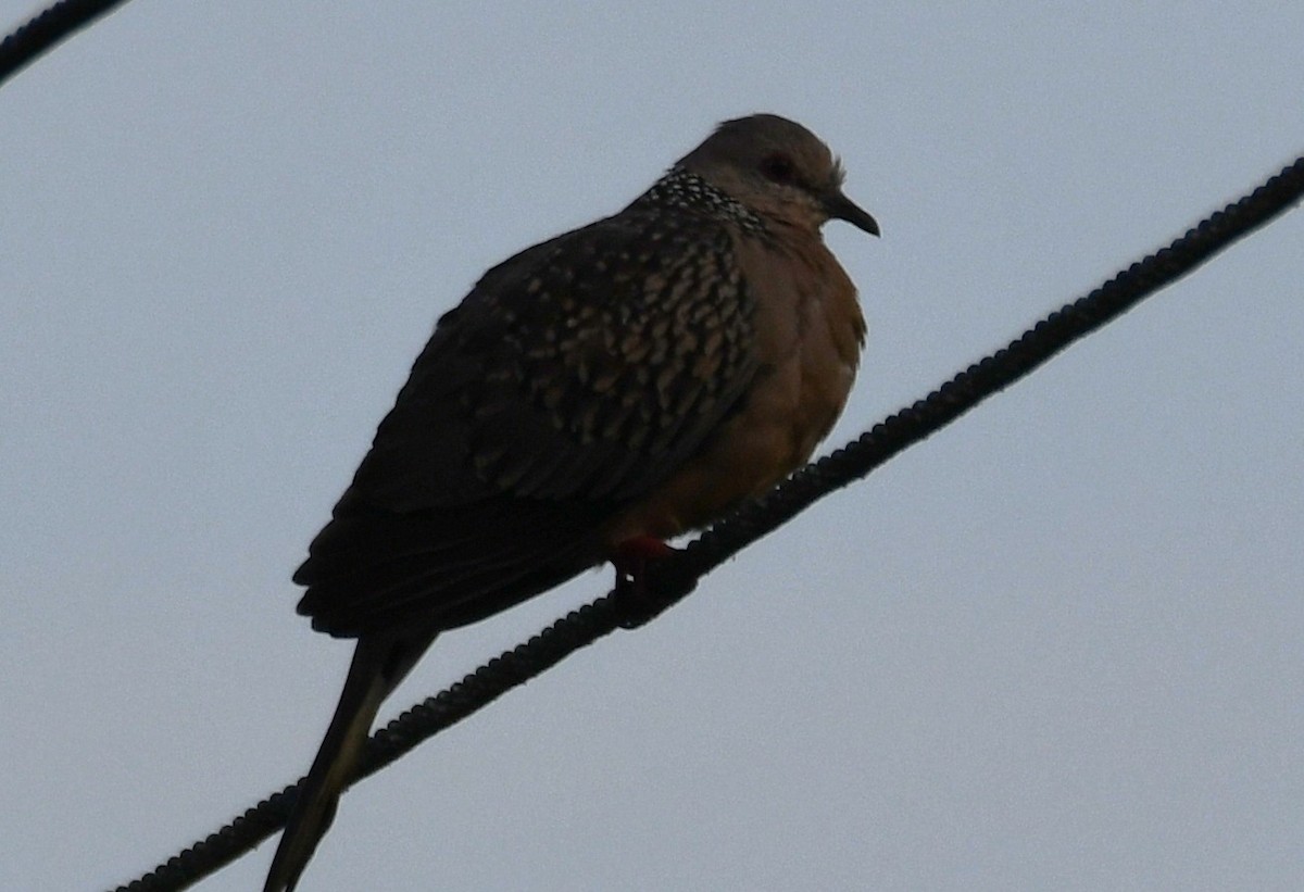 Китайская горлица - ML644690578