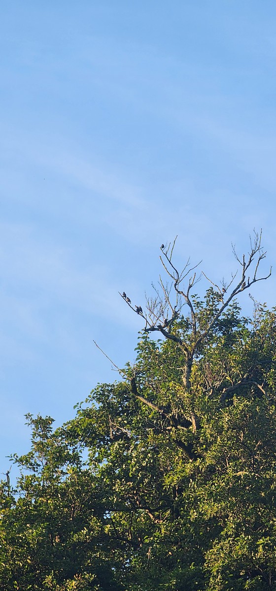 Шпак звичайний - ML644690583