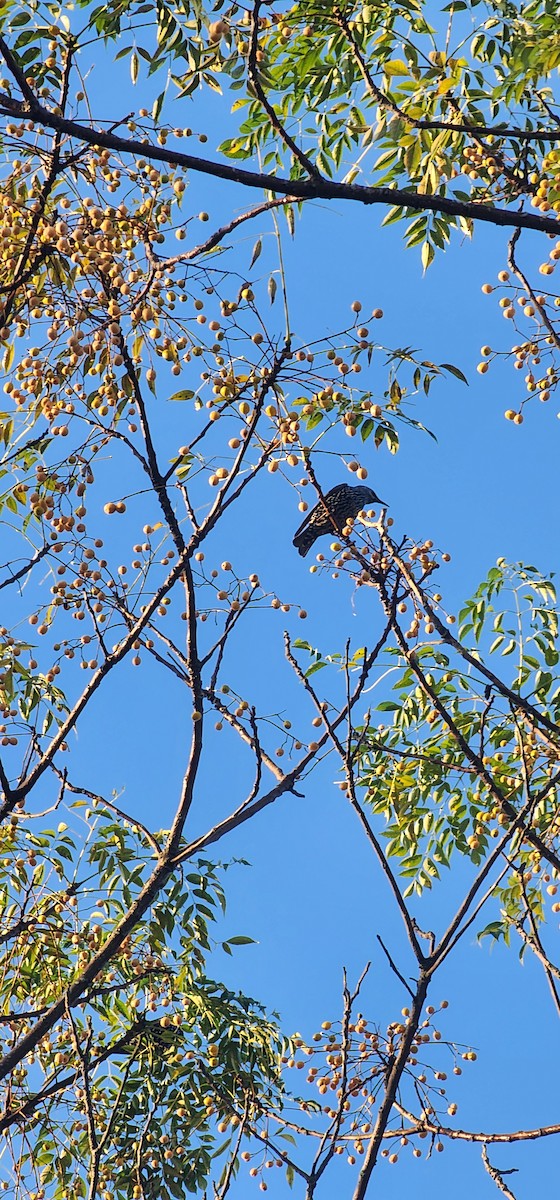 Шпак звичайний - ML644690586