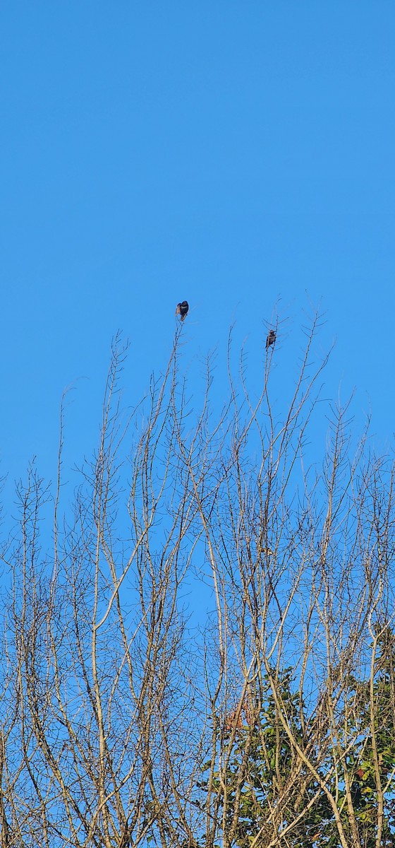 Шпак звичайний - ML644690587