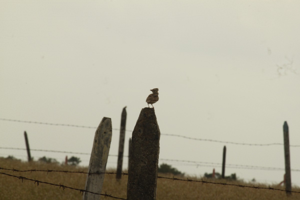 Полевой конёк - ML644690591