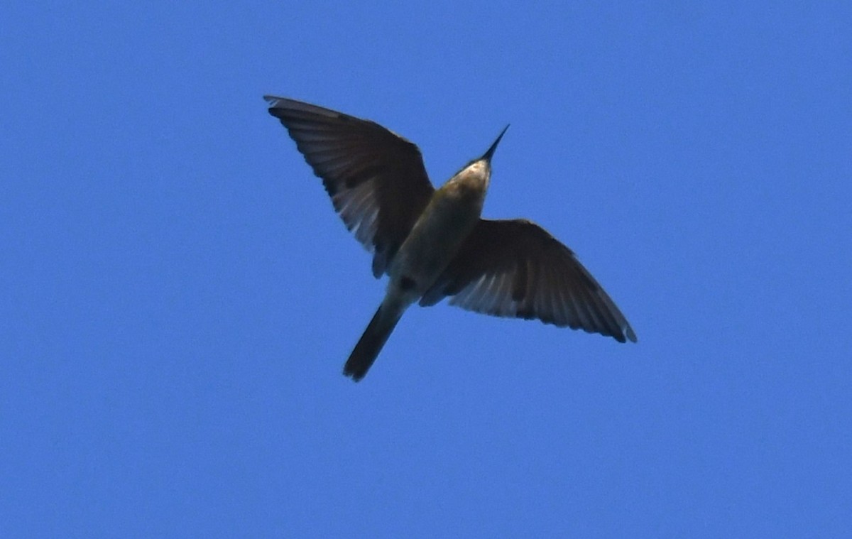 Синехвостая щурка - ML644690595