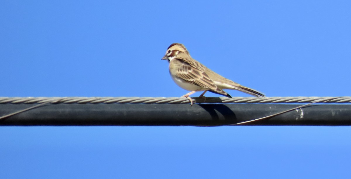 Rainammer - ML644690604