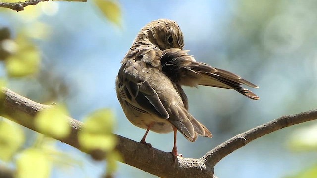 Лесной конёк - ML644690605