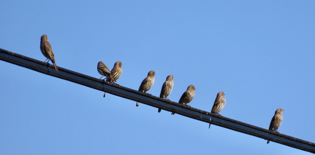 Hausgimpel - ML644690615