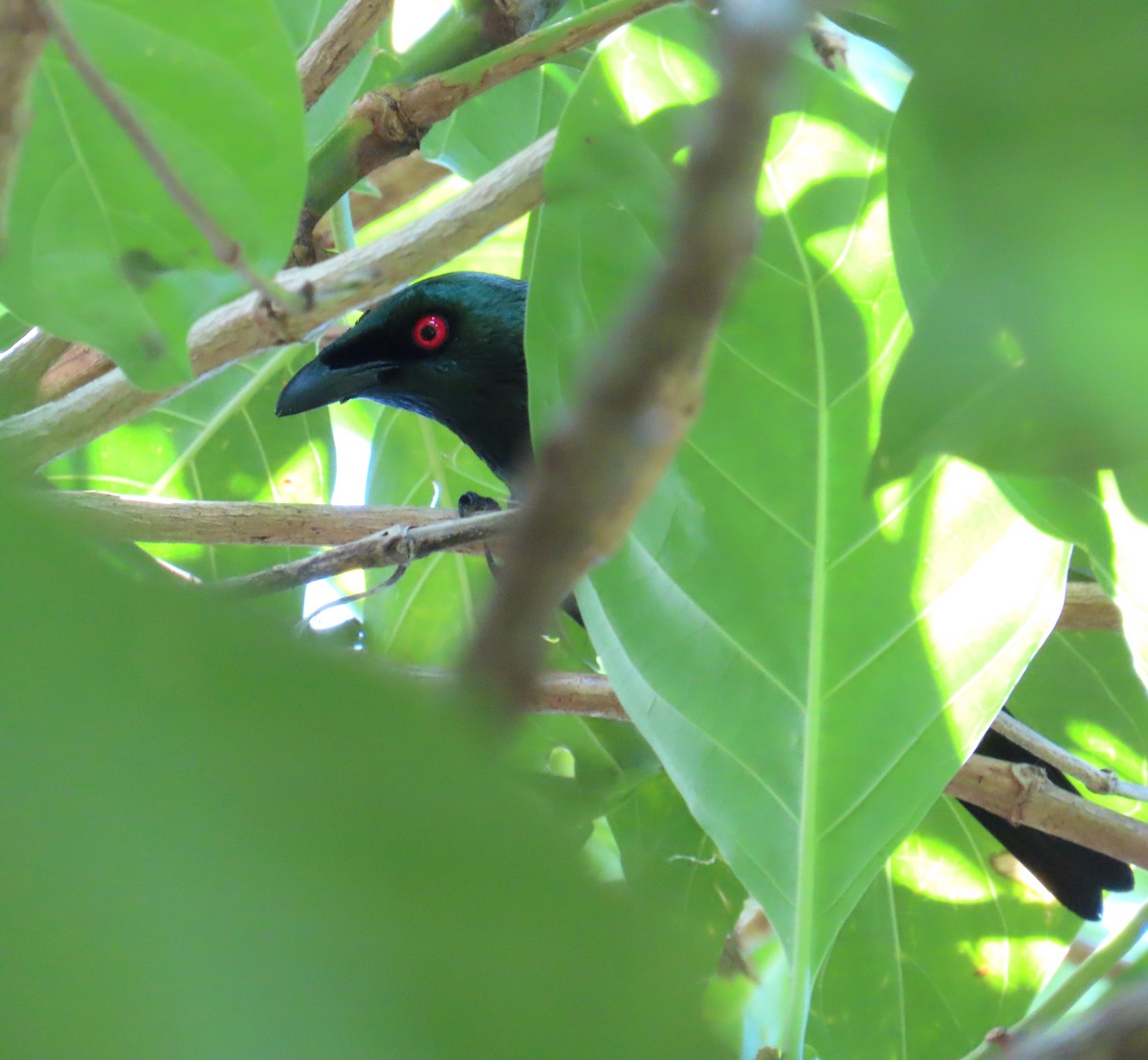 Malay Sığırcığı - ML644690616