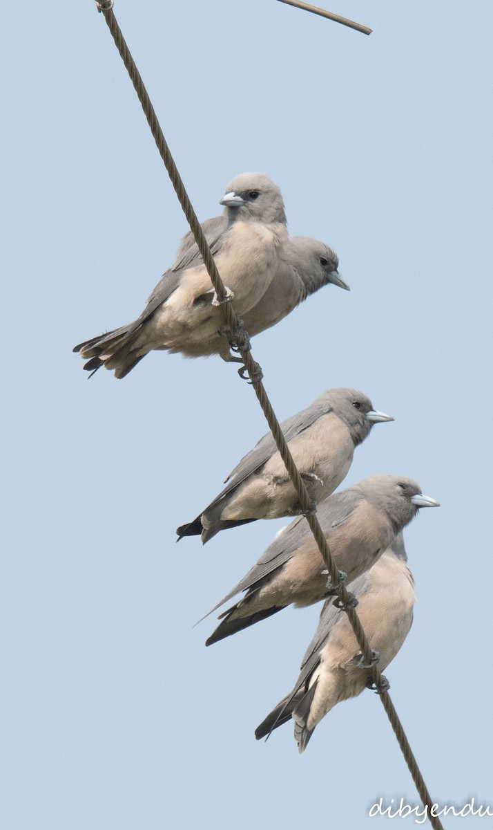 Серый артам - ML644690619