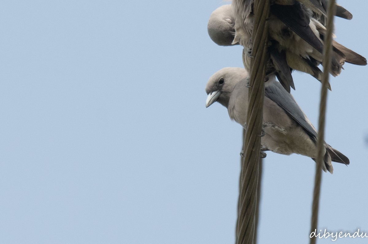 Серый артам - ML644690621