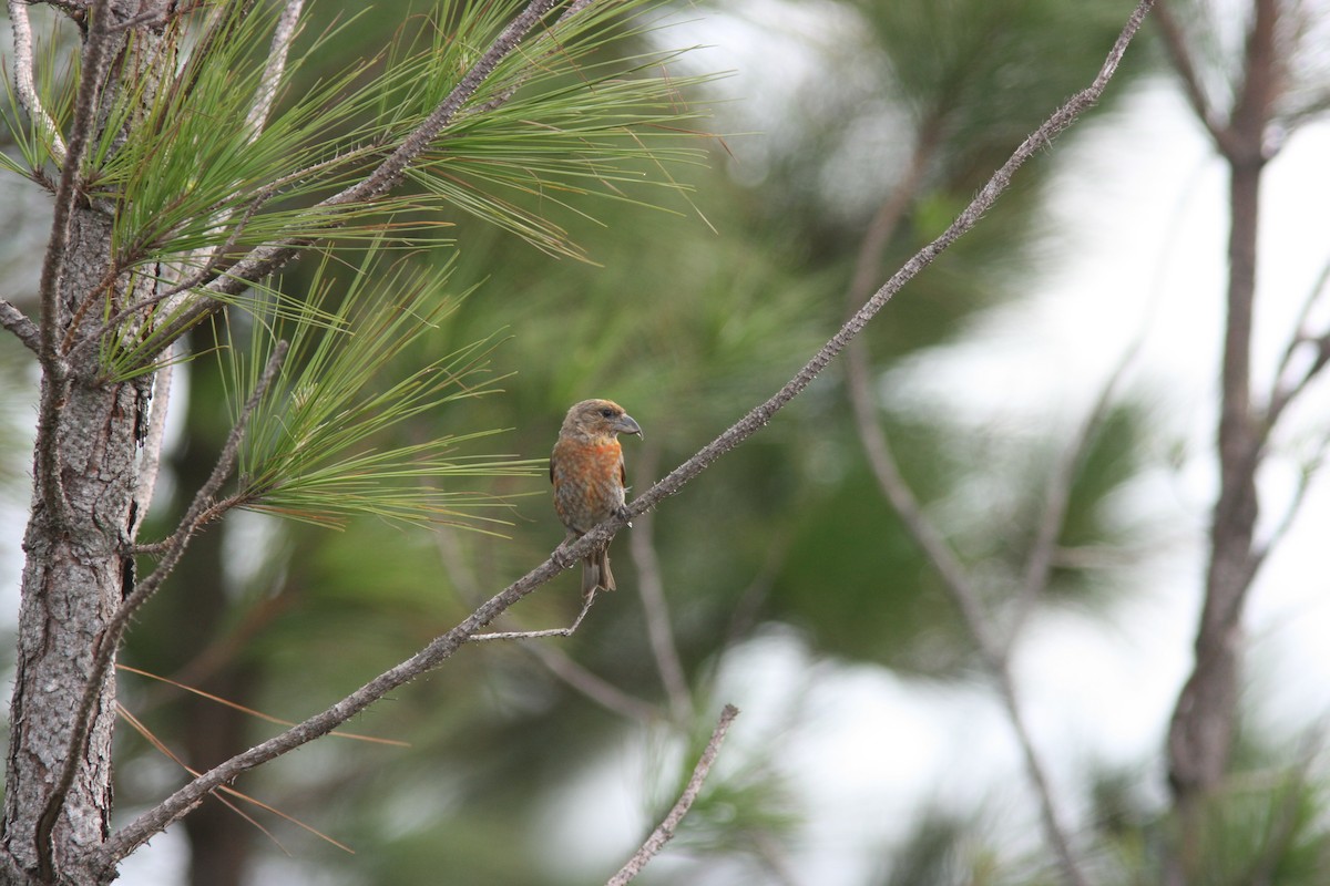 紅交嘴雀(Central American/type 11) - ML644690622