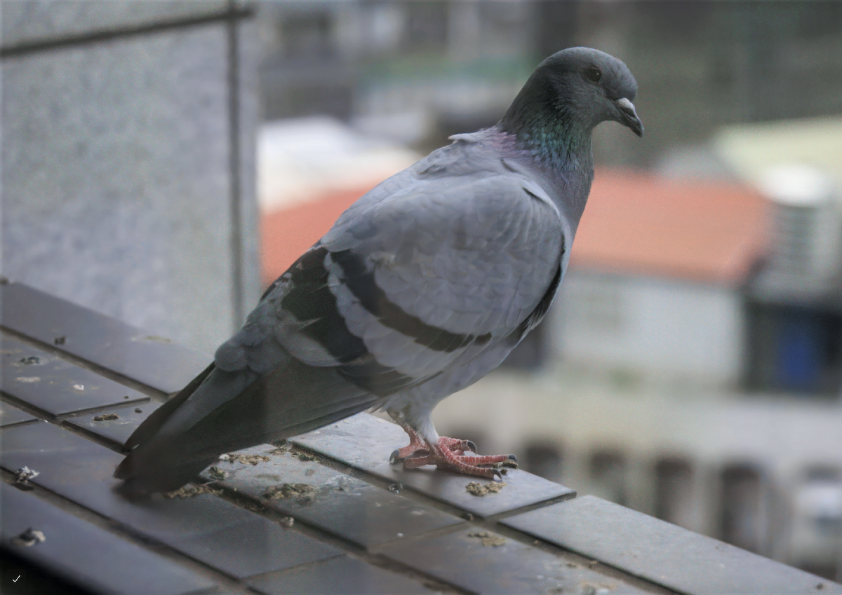 カワラバト（ドバト、家畜型） - ML644690623