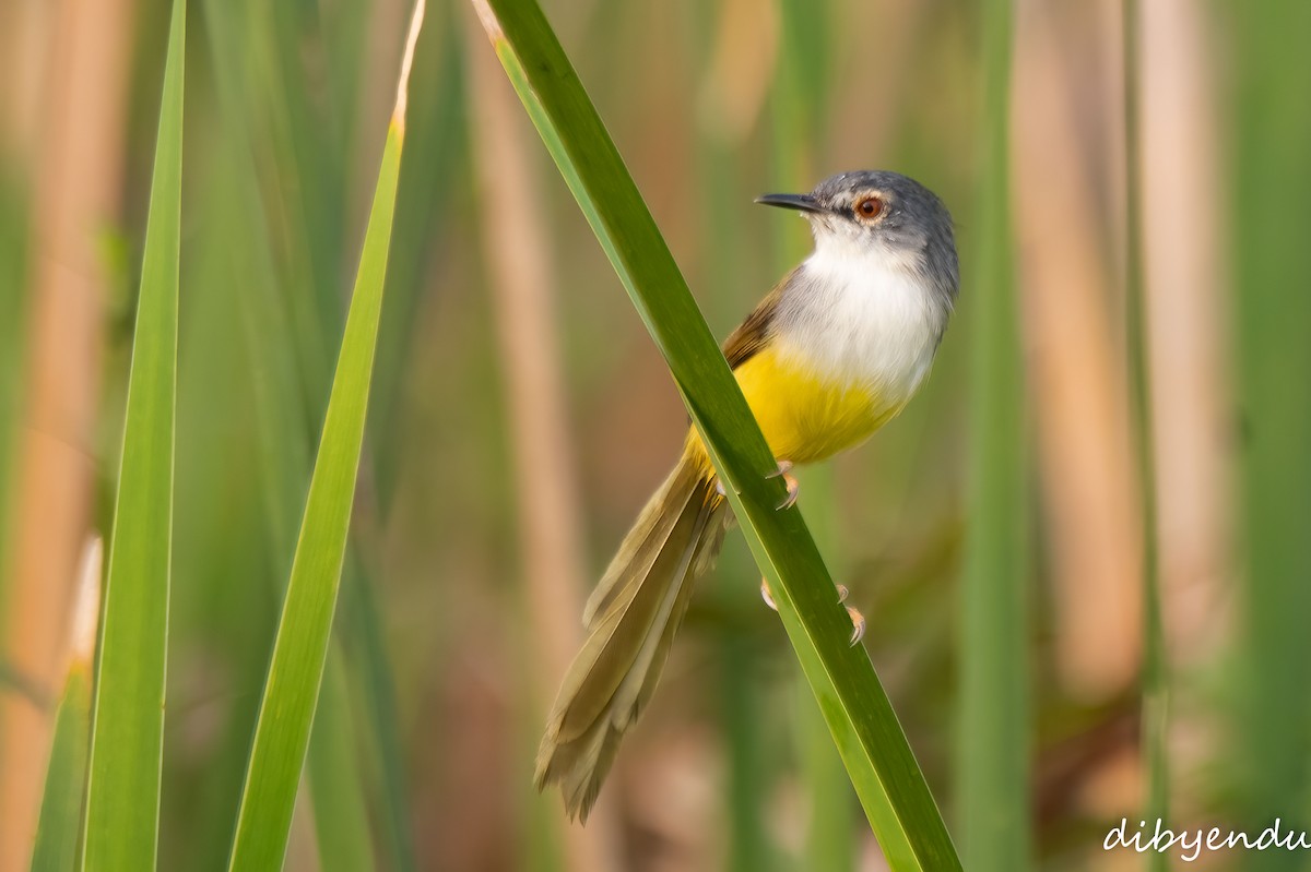 Желтобрюхая приния - ML644690625