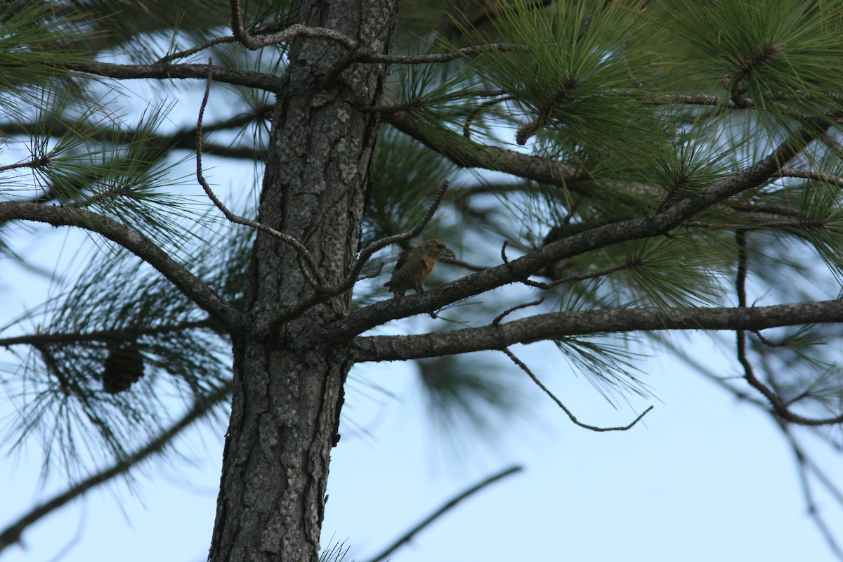 紅交嘴雀(Central American/type 11) - ML644690629