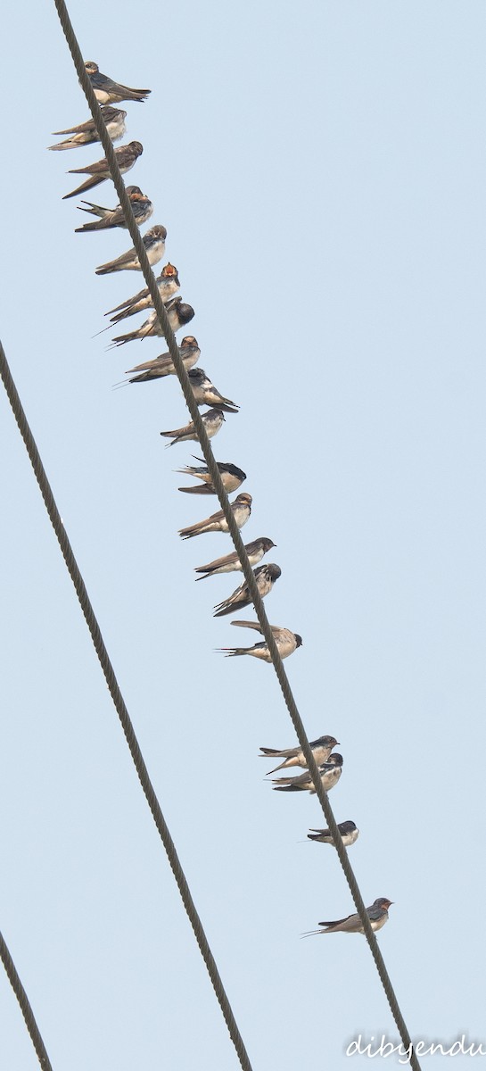 Деревенская ласточка - ML644690630