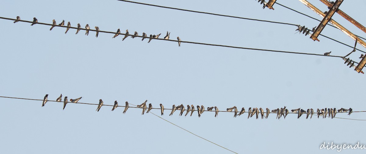 Деревенская ласточка - ML644690631