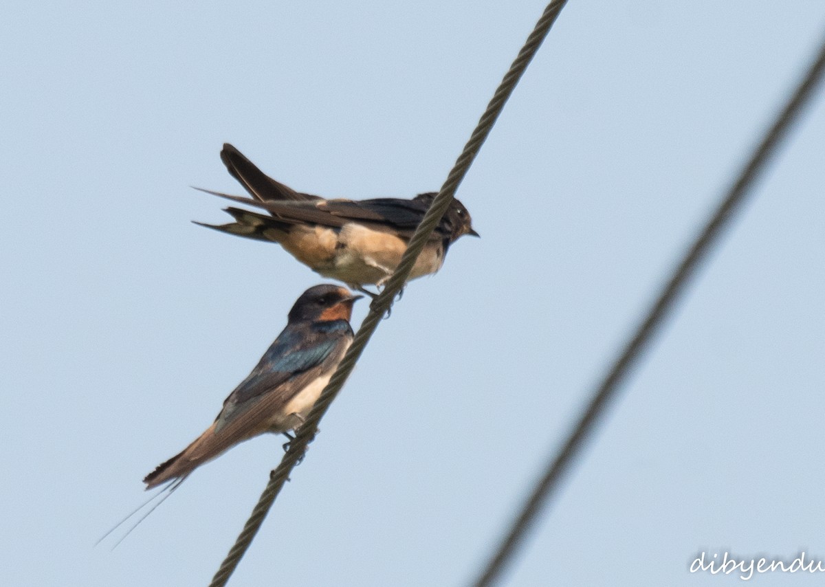 Деревенская ласточка - ML644690633