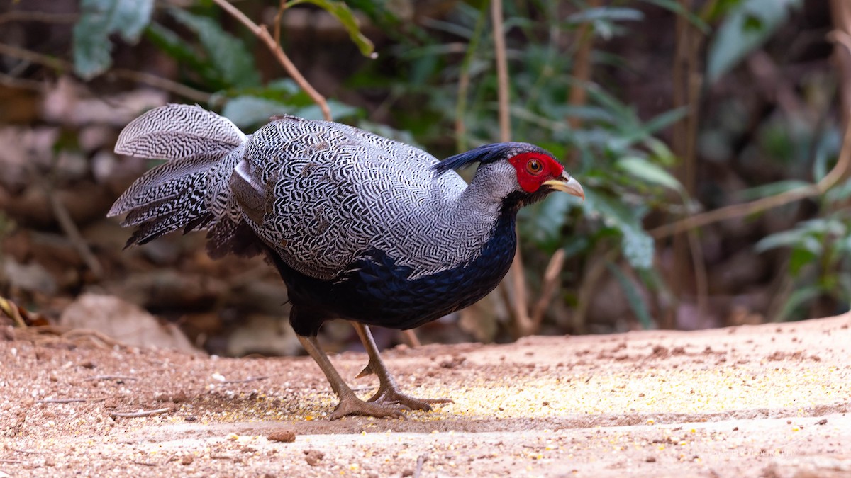 Kalij x Silver Pheasant (hybrid) - ML644690635