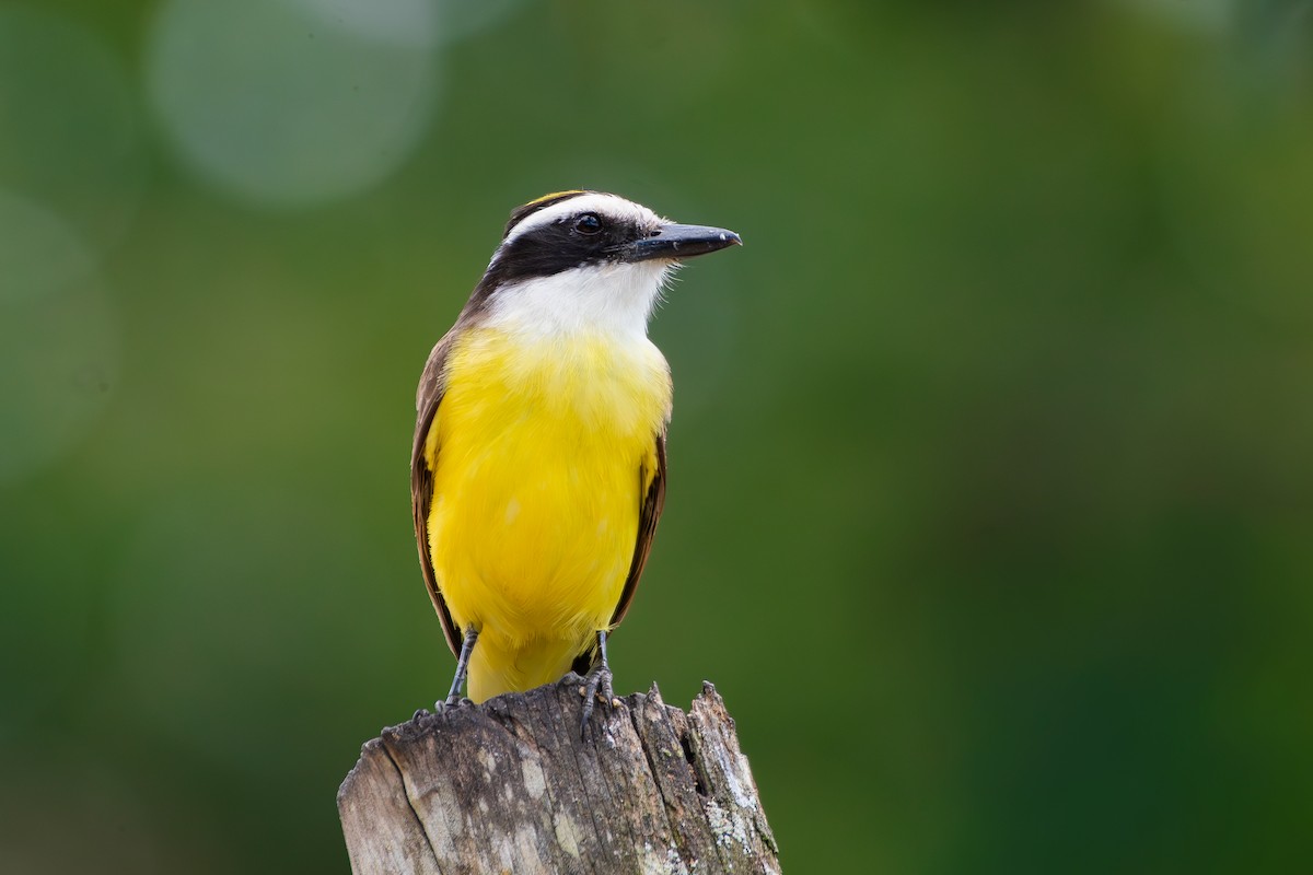 Schwefelmaskentyrann - ML644690639