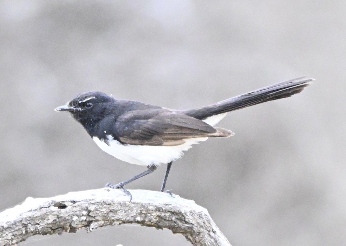 Чёрно-белая веерохвостка - ML644690645