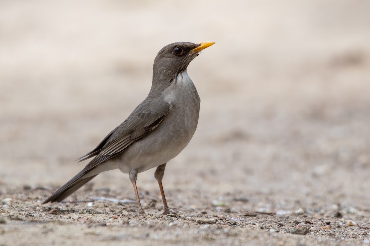 drozd krémovobřichý - ML644690647