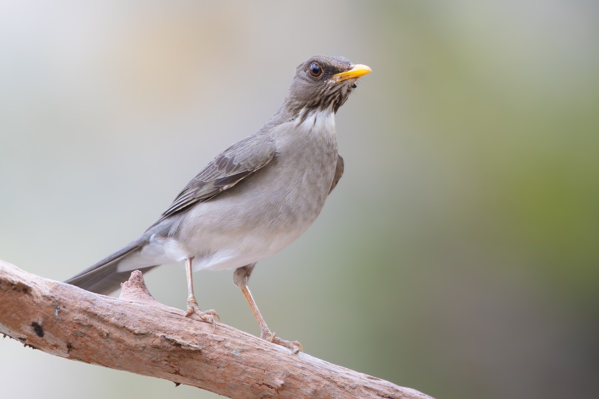 drozd krémovobřichý - ML644690648