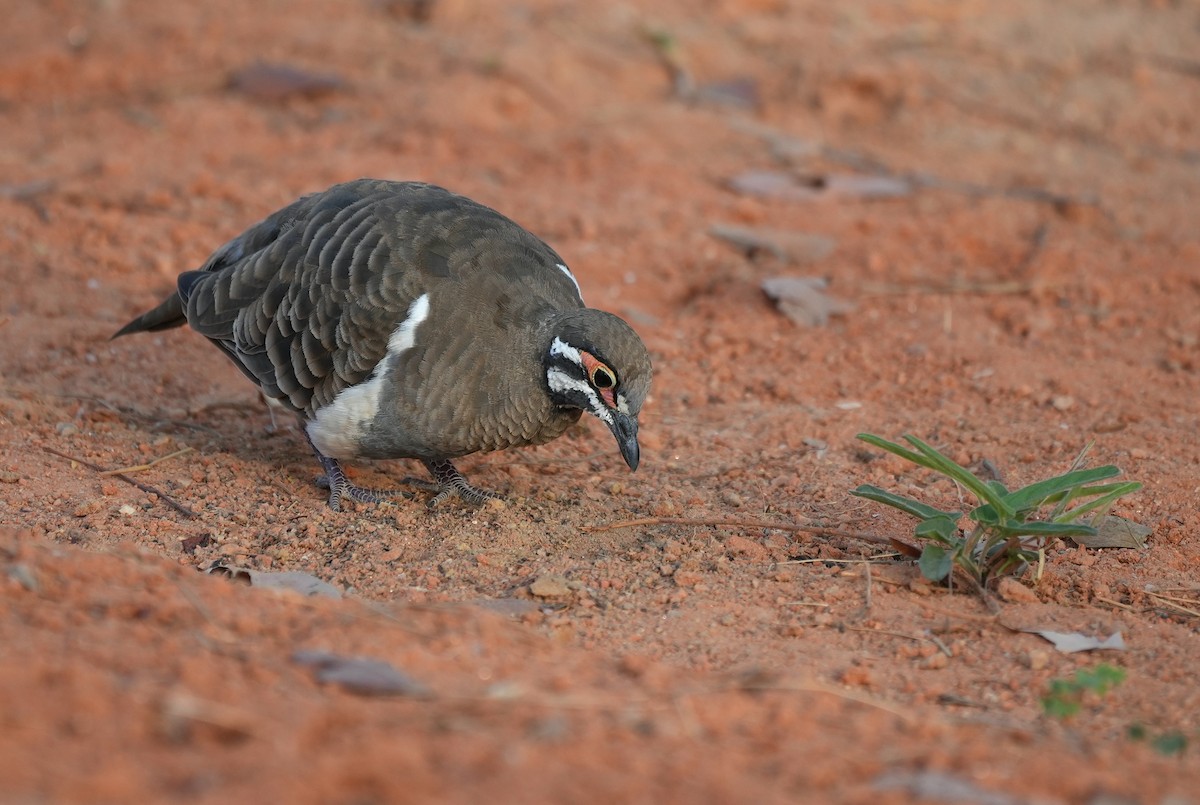 Squatter Pigeon - ML644690649