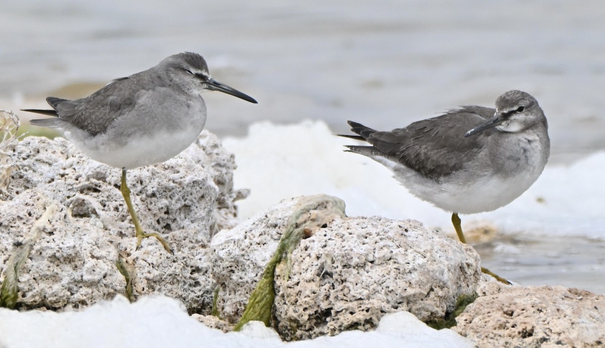 Gray-tailed Tattler - ML644690650