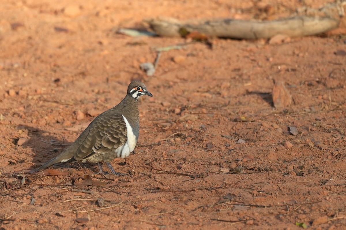Squatter Pigeon - ML644690651