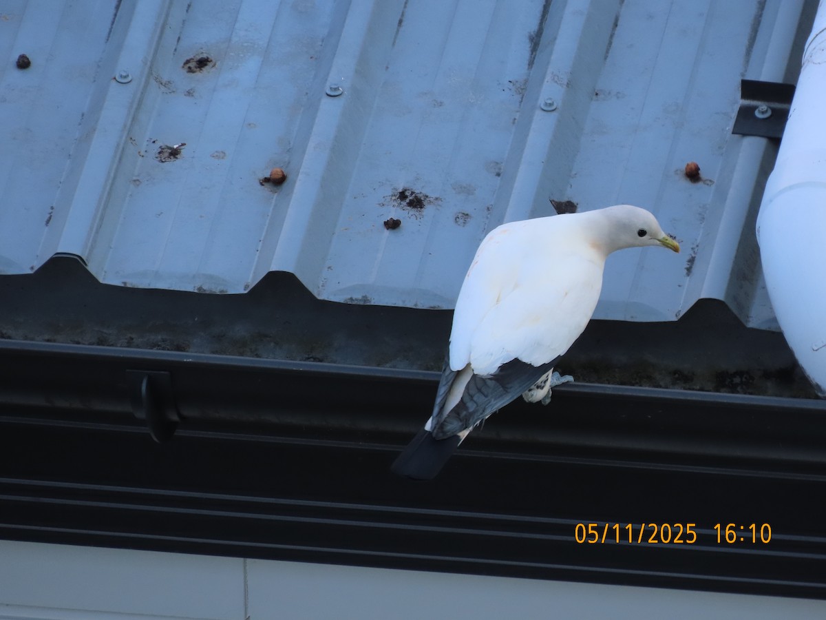 Torresian Imperial-Pigeon - ML644690652