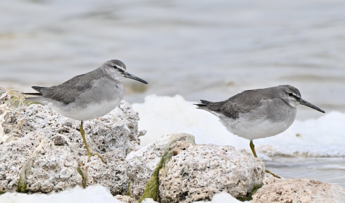 Gray-tailed Tattler - ML644690653