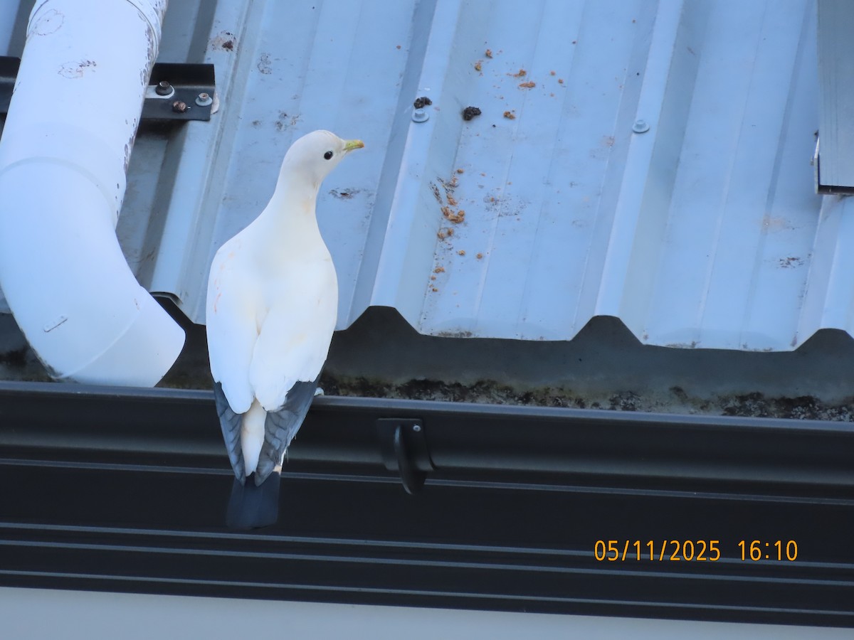 Torresian Imperial-Pigeon - ML644690654