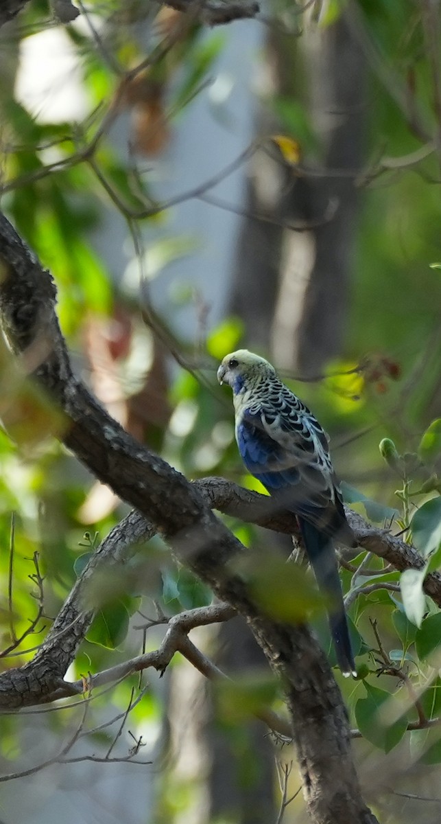 Pale-headed Rosella - ML644690655