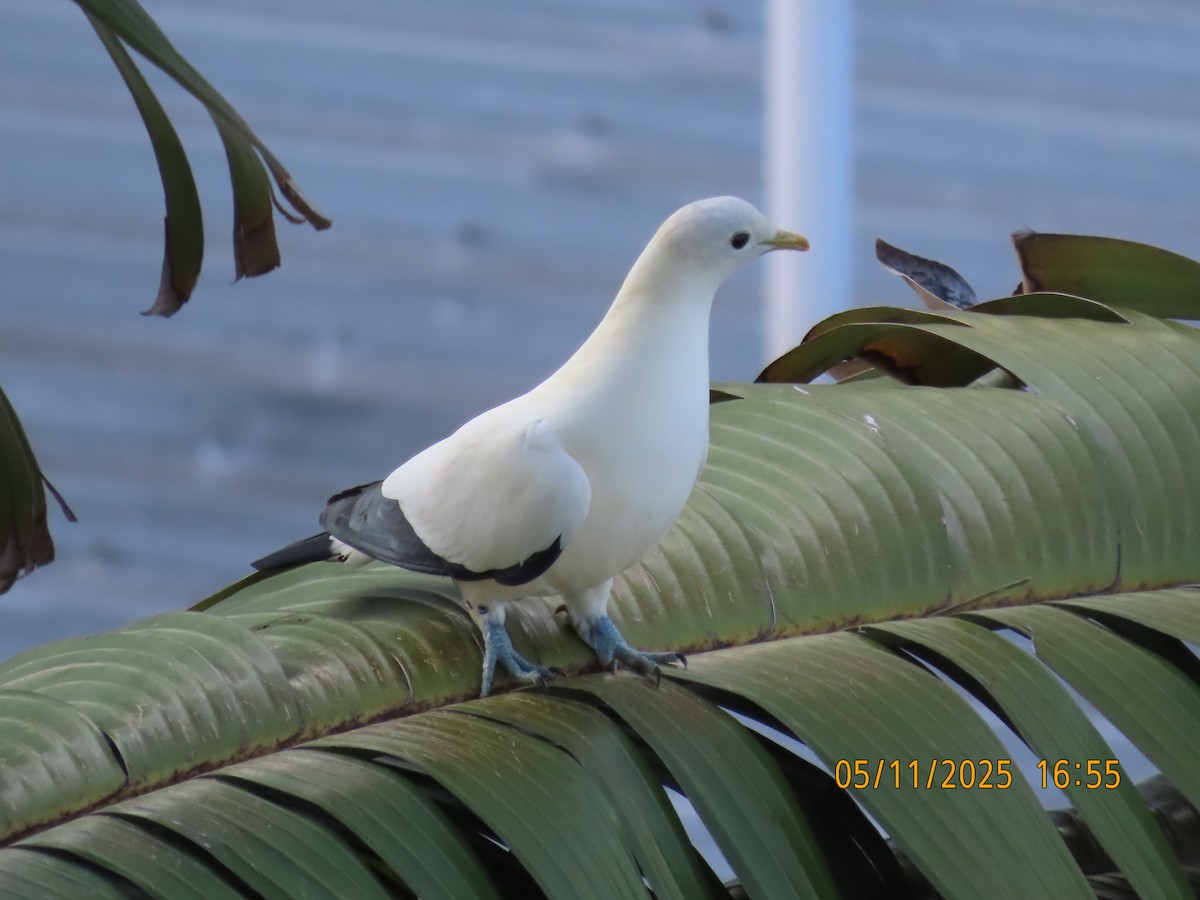 Torresian Imperial-Pigeon - ML644690657