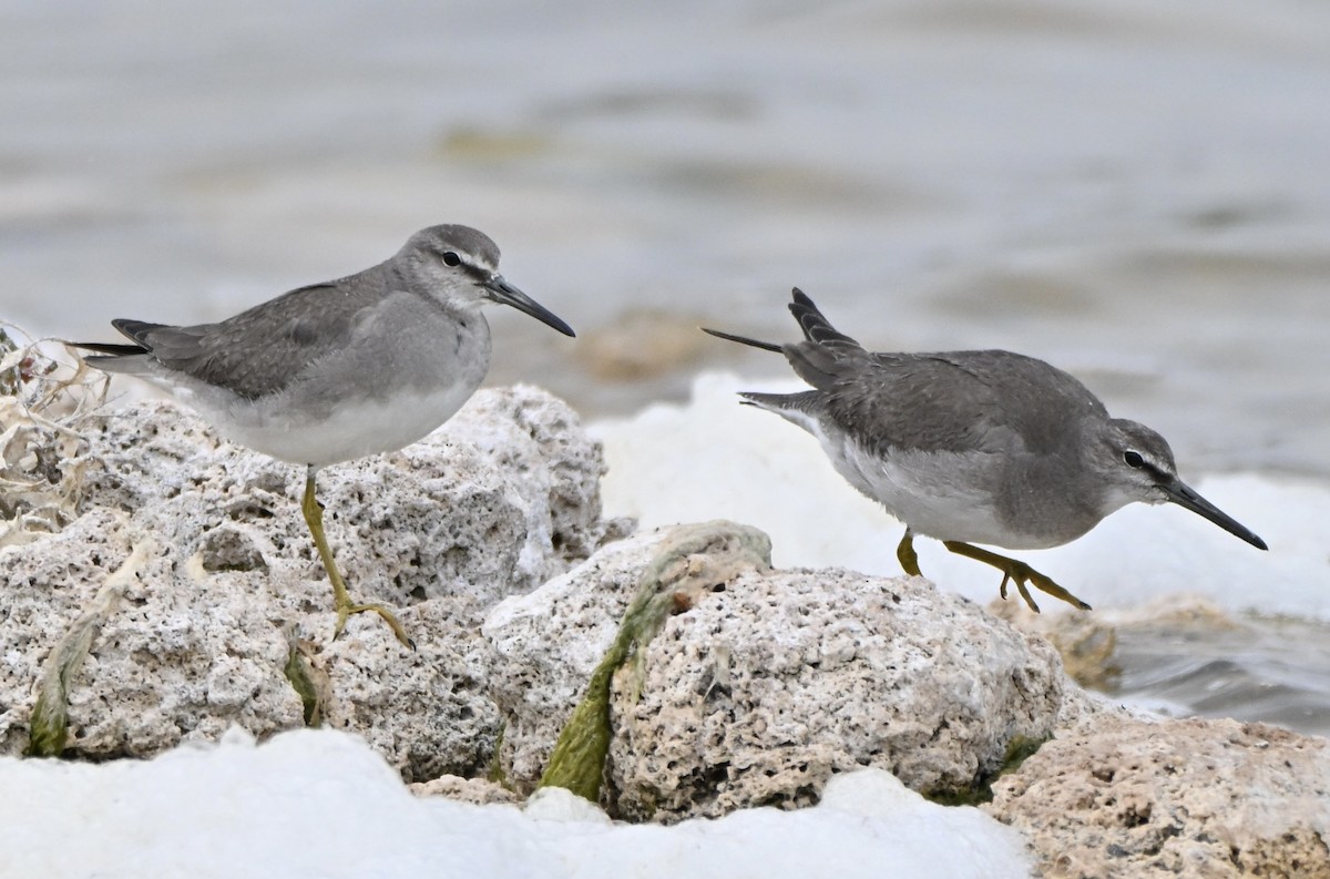 Gray-tailed Tattler - ML644690658
