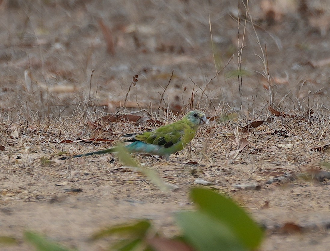 Golden-shouldered Parrot - ML644690659