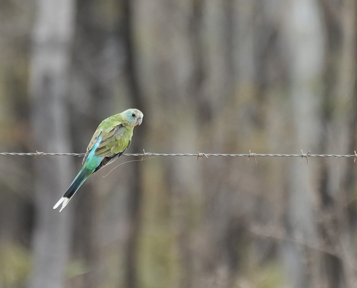 Golden-shouldered Parrot - ML644690660