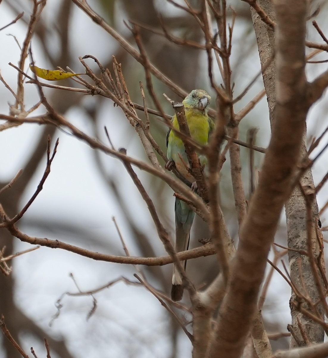 Golden-shouldered Parrot - ML644690661